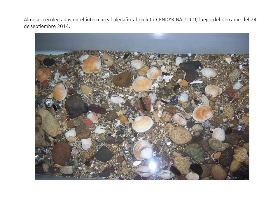 Almejas recolectadas en el intermareal aledaño al recinto CENDYR-NÁUTICO, luego del derrame del 24 de septiembre 2014.