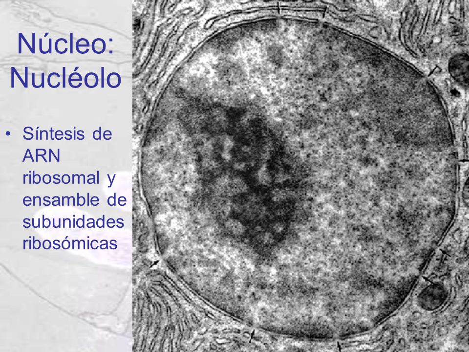 Núcleo: Nucléolo Síntesis de ARN ribosomal y ensamble de subunidades ribosómicas