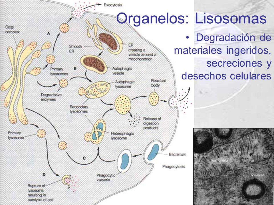 Organelos: Lisosomas Degradación de materiales ingeridos, secreciones y desechos celulares
