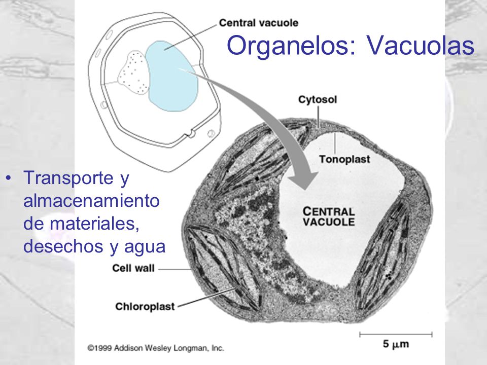Organelos: Vacuolas Transporte y almacenamiento de materiales, desechos y agua