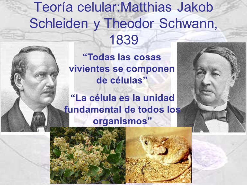 Teoría celular:Matthias Jakob Schleiden y Theodor Schwann, 1839