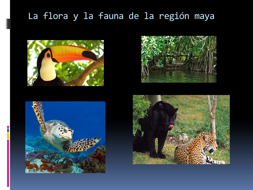 La flora y la fauna de la región maya