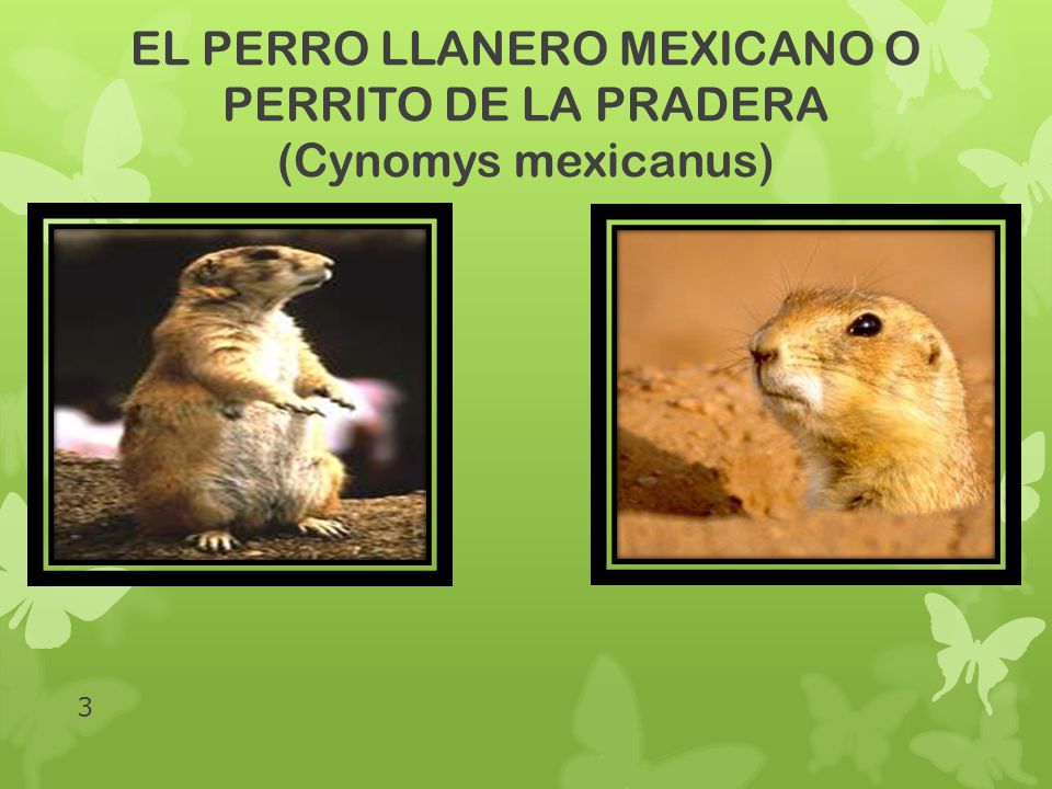 EL PERRO LLANERO MEXICANO O PERRITO DE LA PRADERA (Cynomys mexicanus)