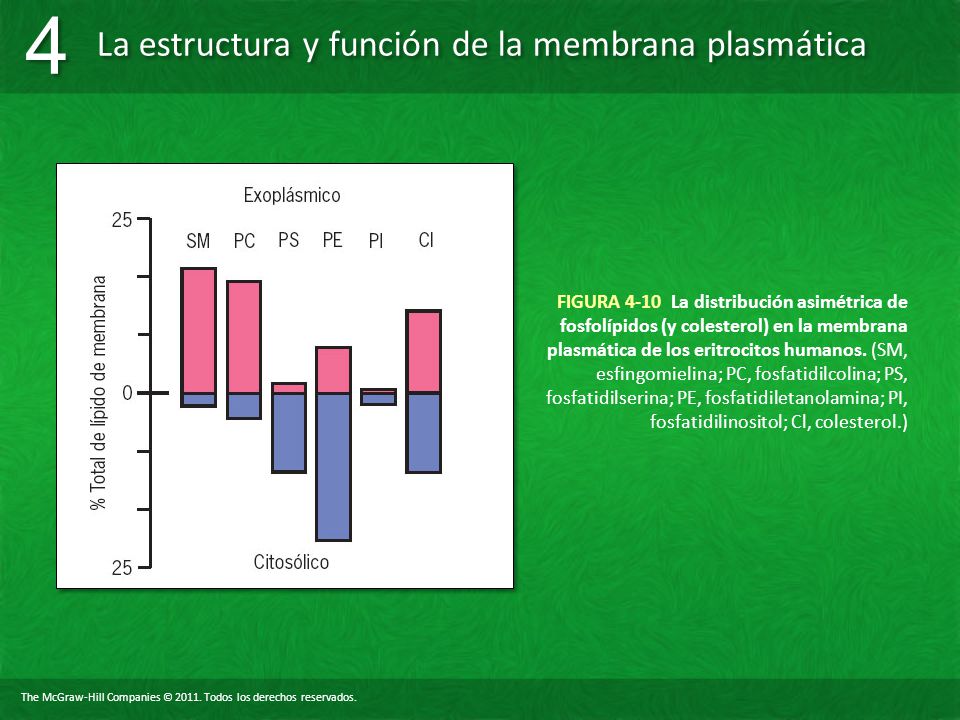 FIGURA 4-10 La distribución asimétrica de fosfolípidos (y colesterol) en la membrana plasmática de los eritrocitos humanos.