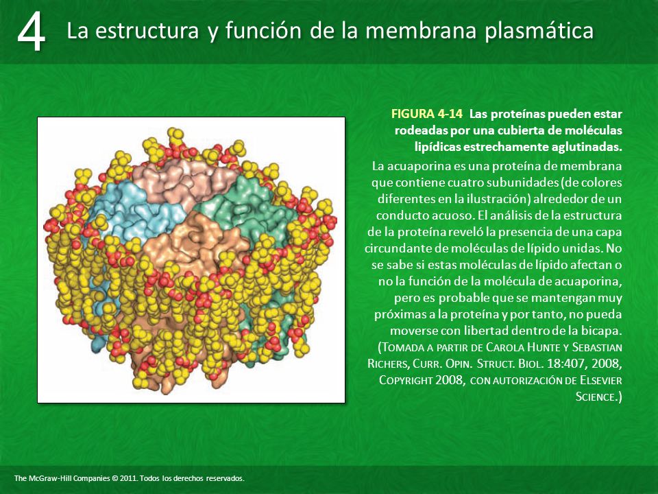 FIGURA 4-14 Las proteínas pueden estar rodeadas por una cubierta de moléculas lipídicas estrechamente aglutinadas.