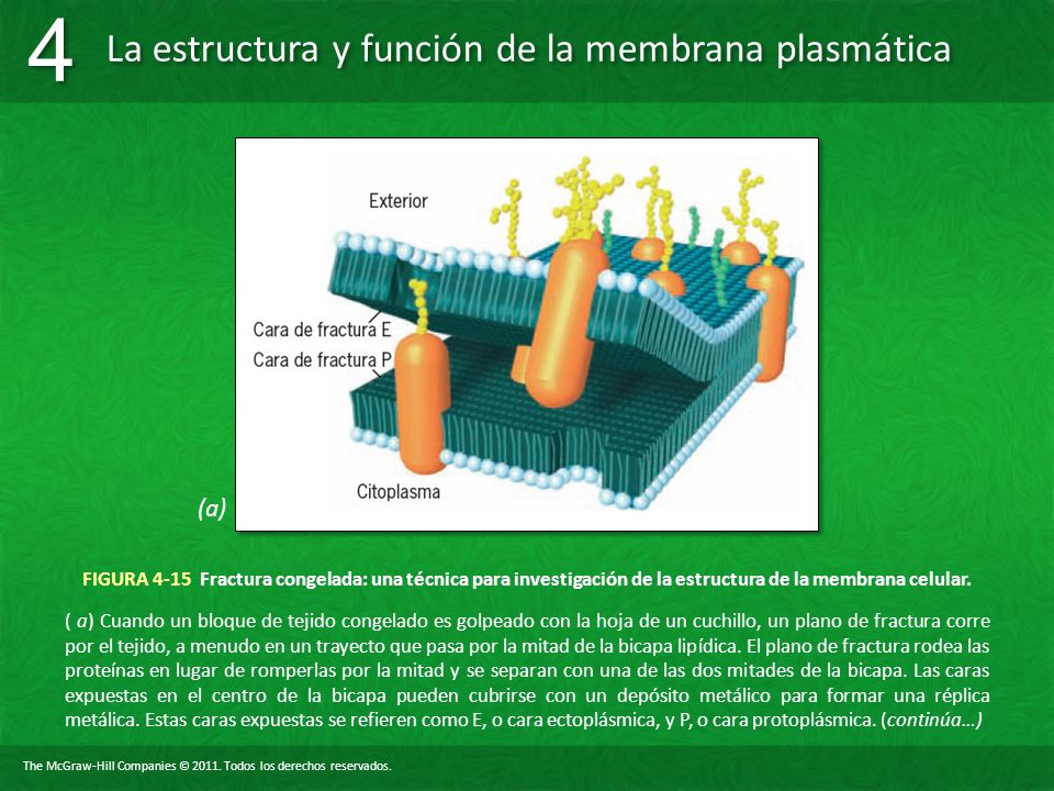 (a) FIGURA 4-15 Fractura congelada: una técnica para investigación de la estructura de la membrana celular.