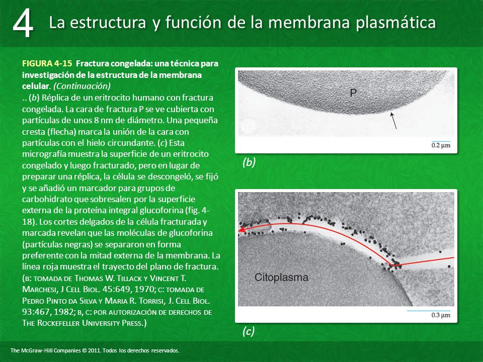 FIGURA 4-15 Fractura congelada: una técnica para investigación de la estructura de la membrana celular. (Continuación)