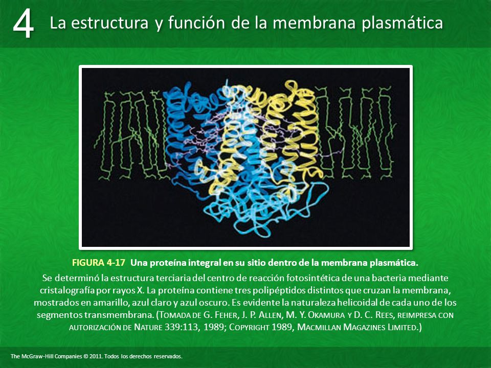 FIGURA 4-17 Una proteína integral en su sitio dentro de la membrana plasmática.