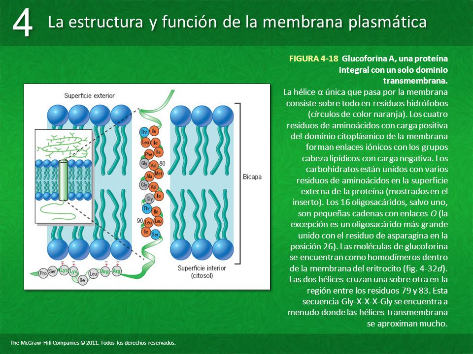 FIGURA 4-18 Glucoforina A, una proteína integral con un solo dominio transmembrana.