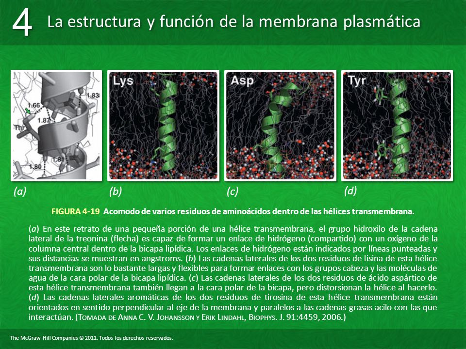 (a) (b) (c) (d) FIGURA 4-19 Acomodo de varios residuos de aminoácidos dentro de las hélices transmembrana.