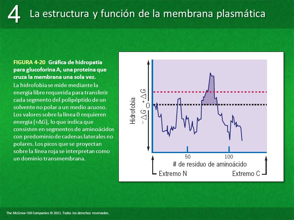 FIGURA 4-20 Gráfica de hidropatía para glucoforina A, una proteína que cruza la membrana una sola vez.