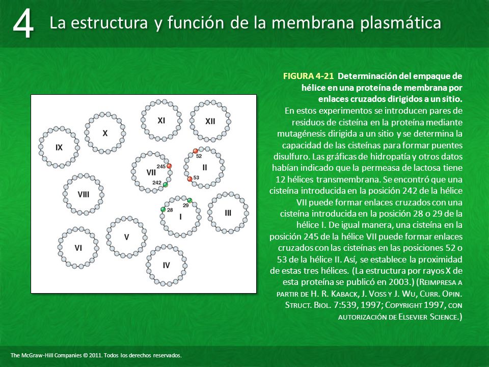 FIGURA 4-21 Determinación del empaque de hélice en una proteína de membrana por enlaces cruzados dirigidos a un sitio.