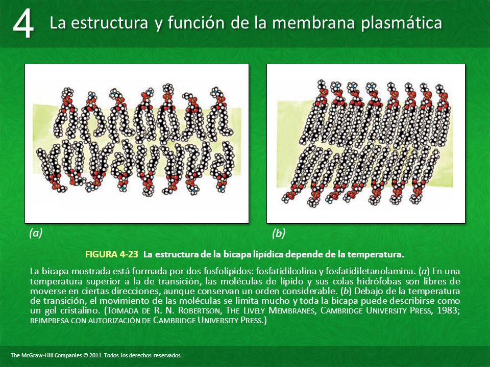 (a) (b) FIGURA 4-23 La estructura de la bicapa lipídica depende de la temperatura.