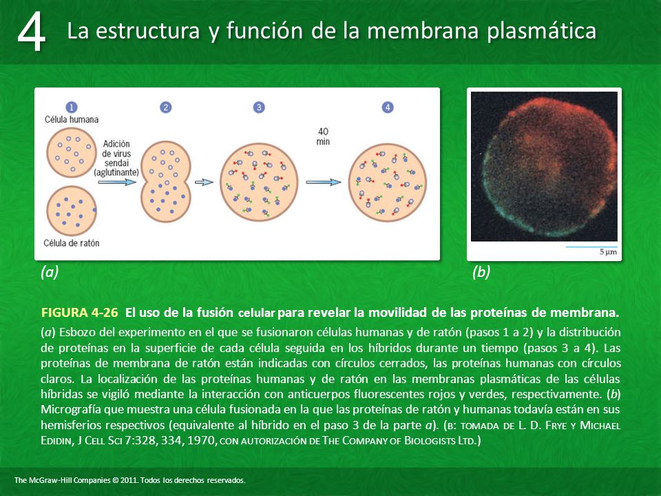 (a) (b) FIGURA 4-26 El uso de la fusión celular para revelar la movilidad de las proteínas de membrana.