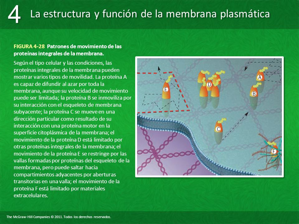 FIGURA 4-28 Patrones de movimiento de las proteínas integrales de la membrana.