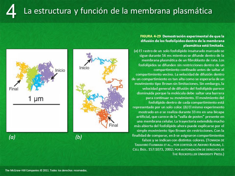 FIGURA 4-29 Demostración experimental de que la difusión de los fosfolípidos dentro de la membrana plasmática está limitada.