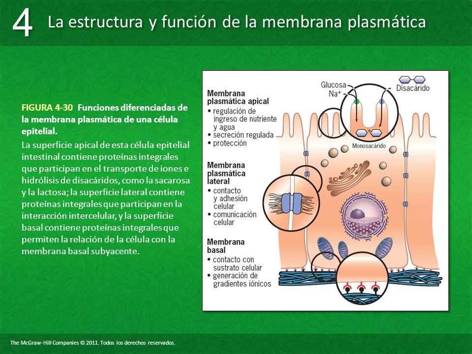 FIGURA 4-30 Funciones diferenciadas de la membrana plasmática de una célula epitelial.