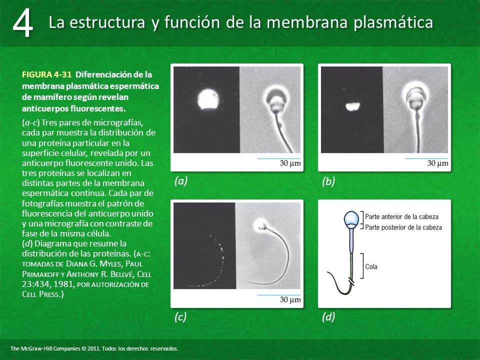 FIGURA 4-31 Diferenciación de la membrana plasmática espermática de mamífero según revelan anticuerpos fluorescentes.