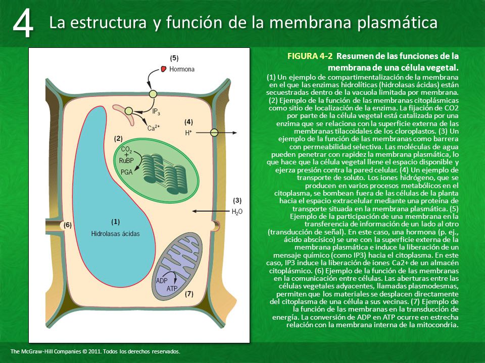 FIGURA 4-2 Resumen de las funciones de la membrana de una célula vegetal.
