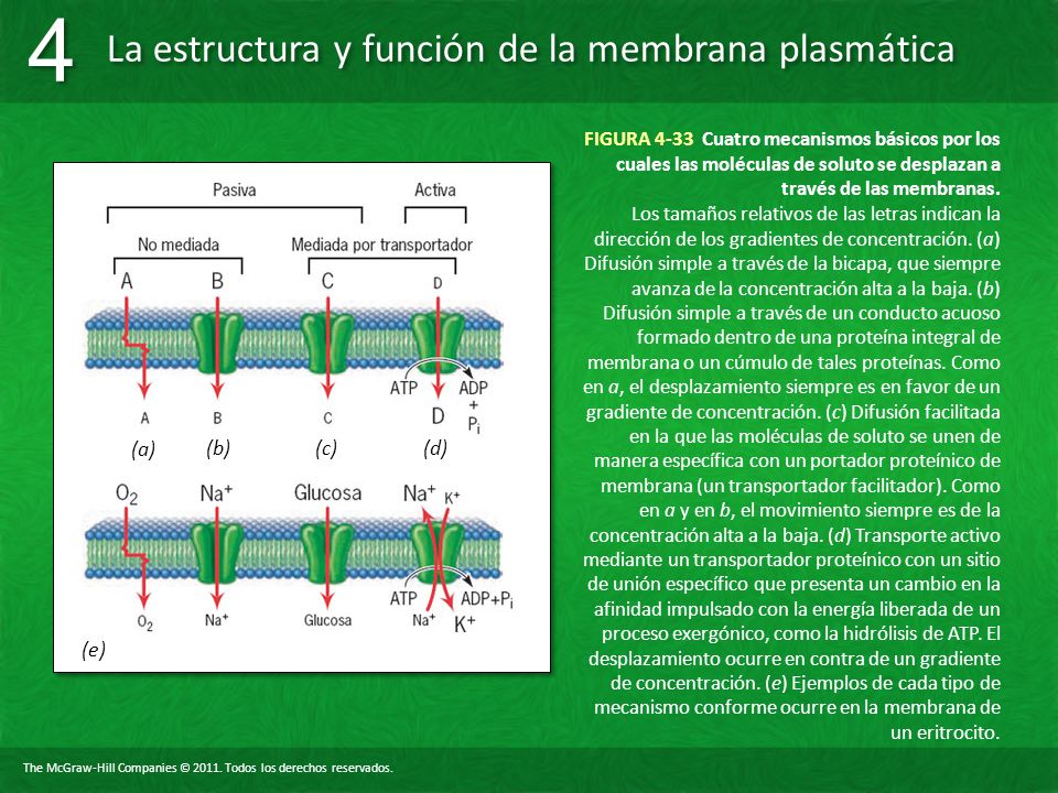 FIGURA 4-33 Cuatro mecanismos básicos por los cuales las moléculas de soluto se desplazan a través de las membranas.