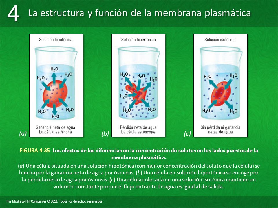 (a) (b) (c) FIGURA 4-35 Los efectos de las diferencias en la concentración de solutos en los lados puestos de la membrana plasmática.