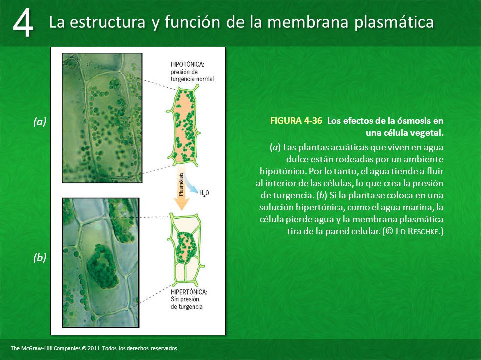 FIGURA 4-36 Los efectos de la ósmosis en una célula vegetal.