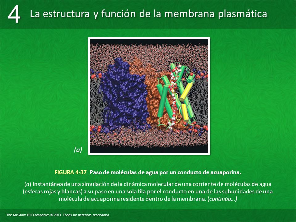 FIGURA 4-37 Paso de moléculas de agua por un conducto de acuaporina.