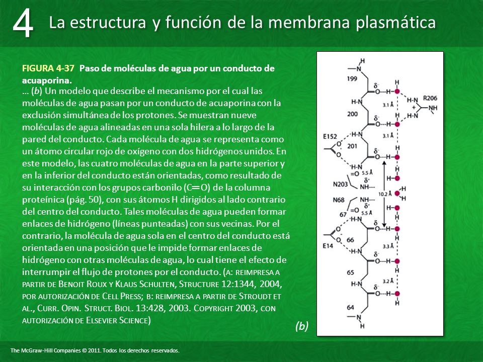 FIGURA 4-37 Paso de moléculas de agua por un conducto de acuaporina.