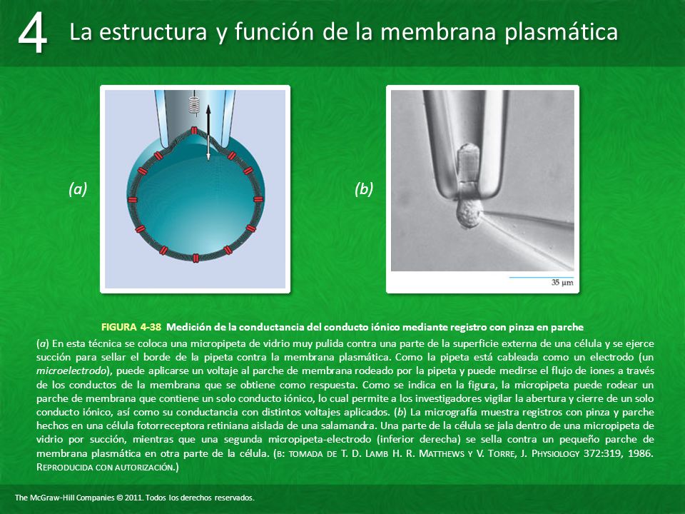 (a) (b) FIGURA 4-38 Medición de la conductancia del conducto iónico mediante registro con pinza en parche.