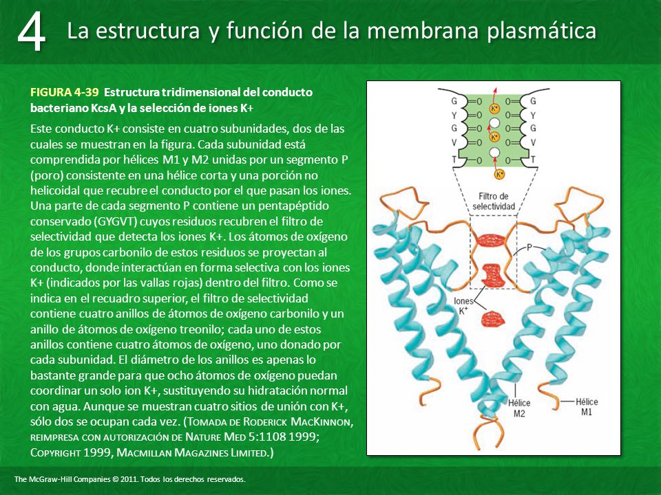 FIGURA 4-39 Estructura tridimensional del conducto bacteriano KcsA y la selección de iones K+