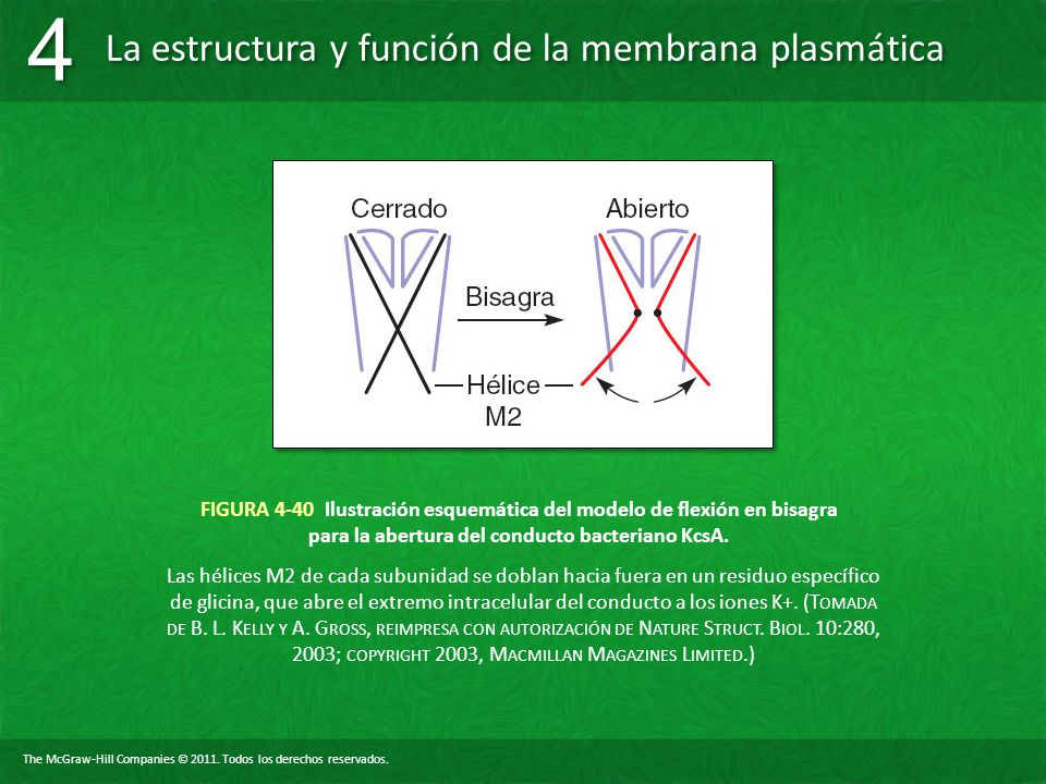 FIGURA 4-40 Ilustración esquemática del modelo de flexión en bisagra para la abertura del conducto bacteriano KcsA.