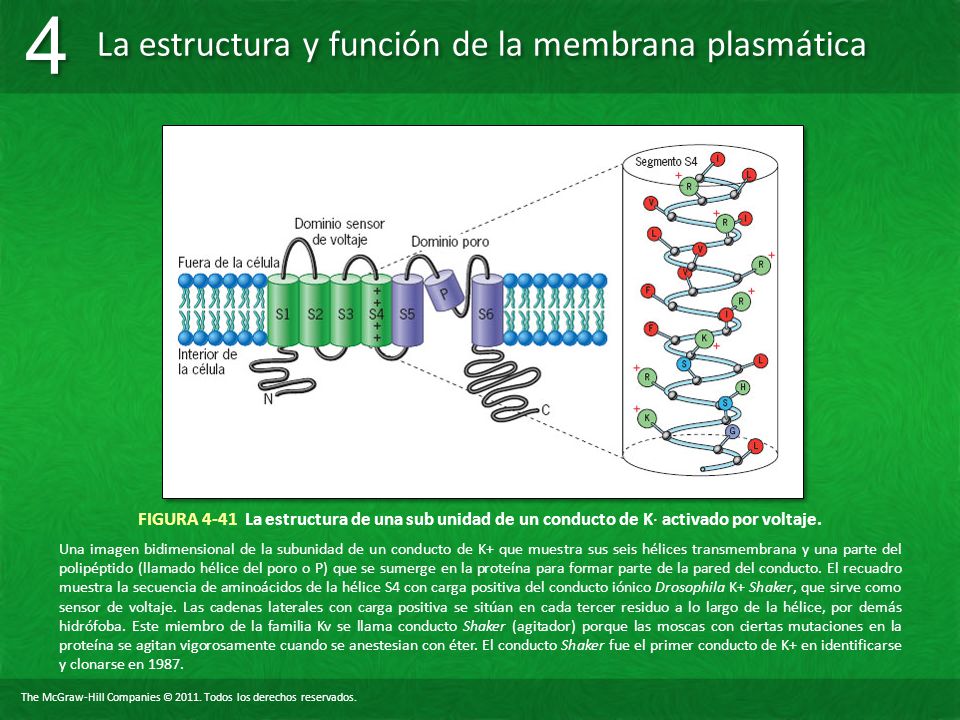 FIGURA 4-41 La estructura de una sub unidad de un conducto de K∙ activado por voltaje.