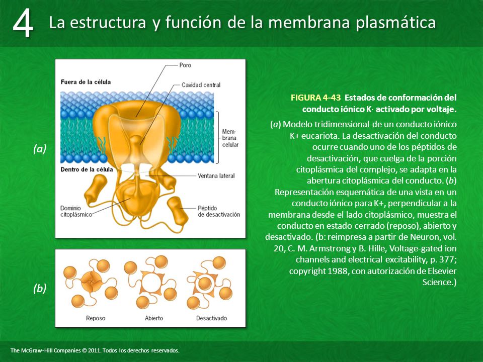 FIGURA 4-43 Estados de conformación del conducto iónico K∙ activado por voltaje.