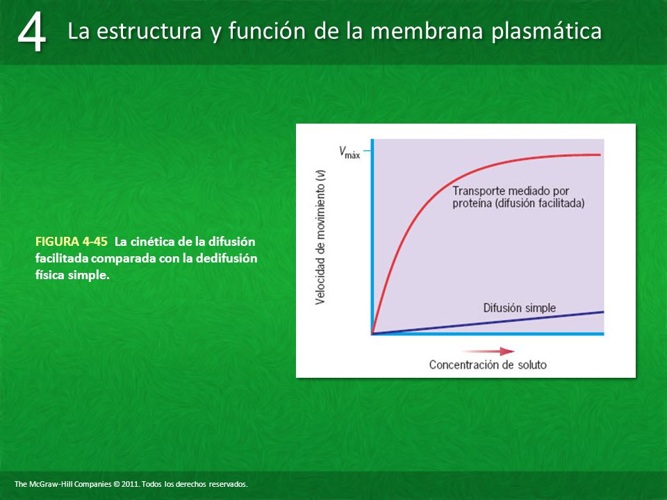FIGURA 4-45 La cinética de la difusión facilitada comparada con la dedifusión física simple.