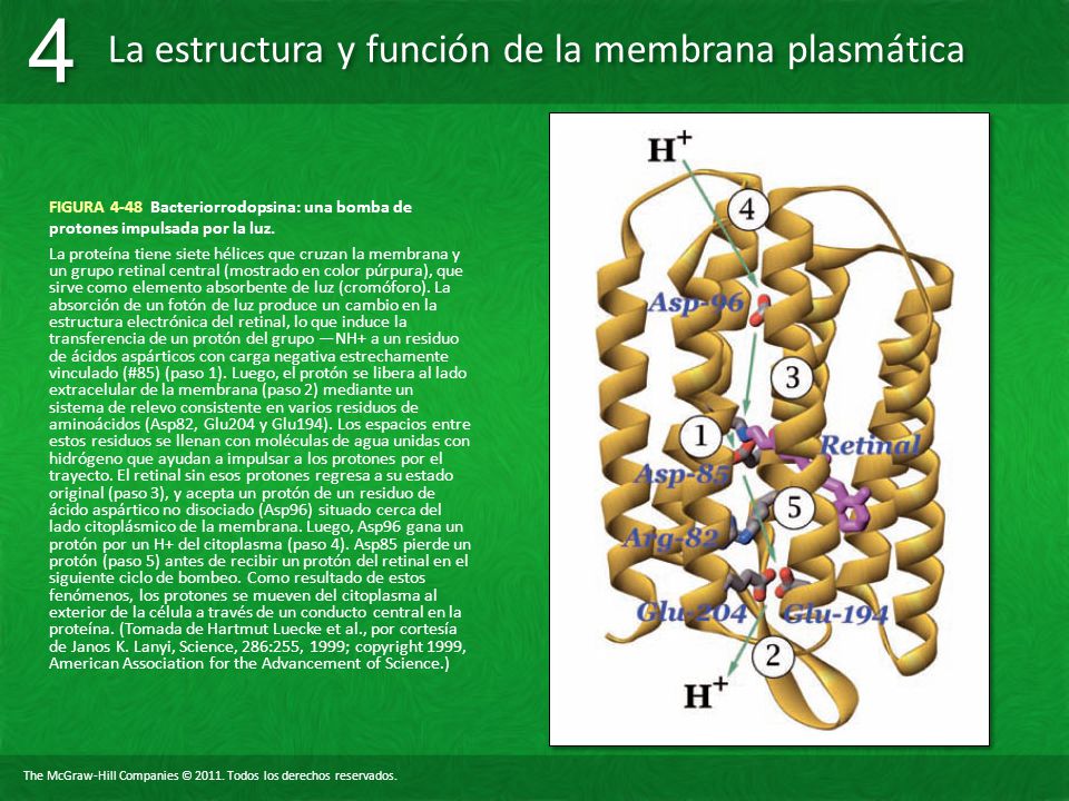 FIGURA 4-48 Bacteriorrodopsina: una bomba de protones impulsada por la luz.