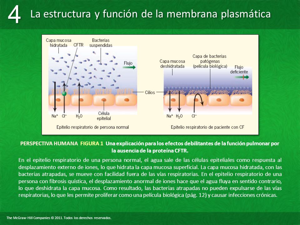 PERSPECTIVA HUMANA FIGURA 1 Una explicación para los efectos debilitantes de la función pulmonar por la ausencia de la proteína CFTR.
