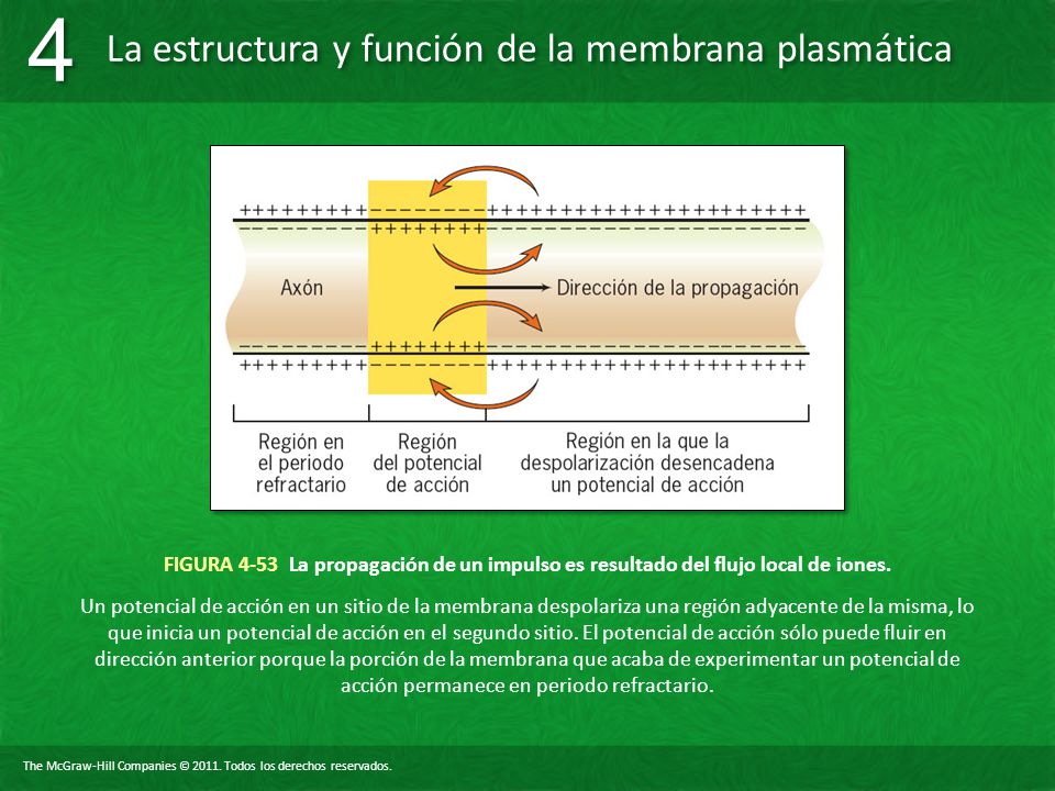 FIGURA 4-53 La propagación de un impulso es resultado del flujo local de iones.