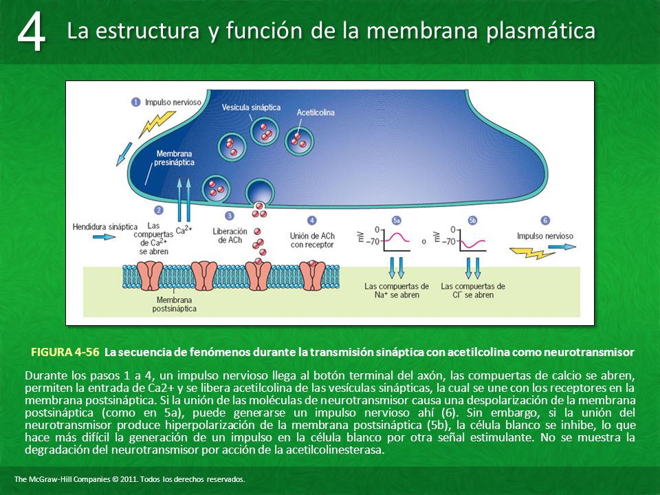 FIGURA 4-56 La secuencia de fenómenos durante la transmisión sináptica con acetilcolina como neurotransmisor