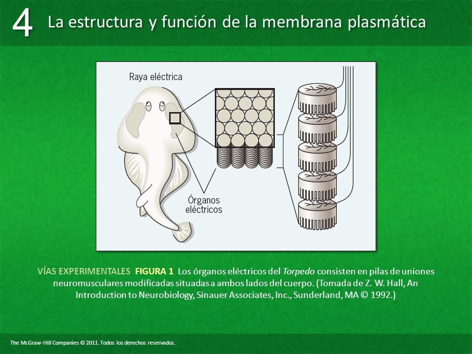 VÍAS EXPERIMENTALES FIGURA 1 Los órganos eléctricos del Torpedo