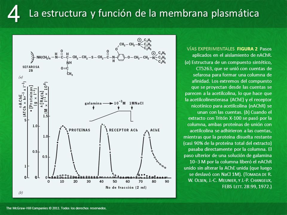 VÍAS EXPERIMENTALES FIGURA 2 Pasos aplicados en el aislamiento de nAChR.