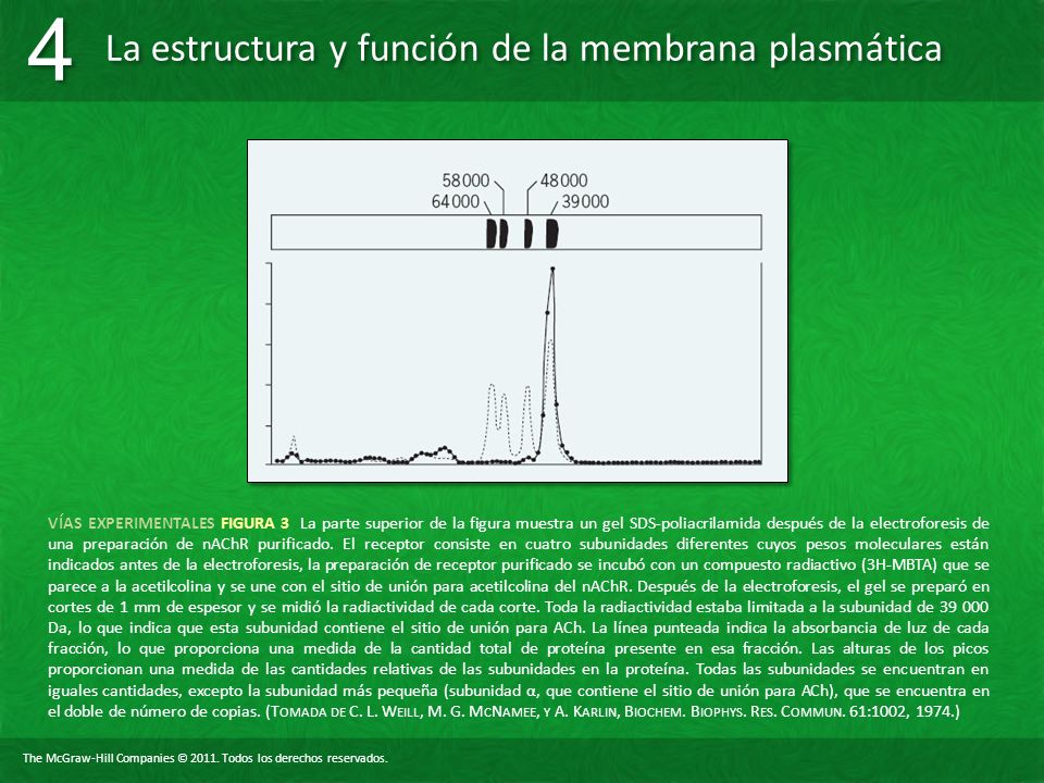 VÍAS EXPERIMENTALES FIGURA 3 La parte superior de la figura muestra un gel SDS-poliacrilamida después de la electroforesis de una preparación de nAChR purificado.