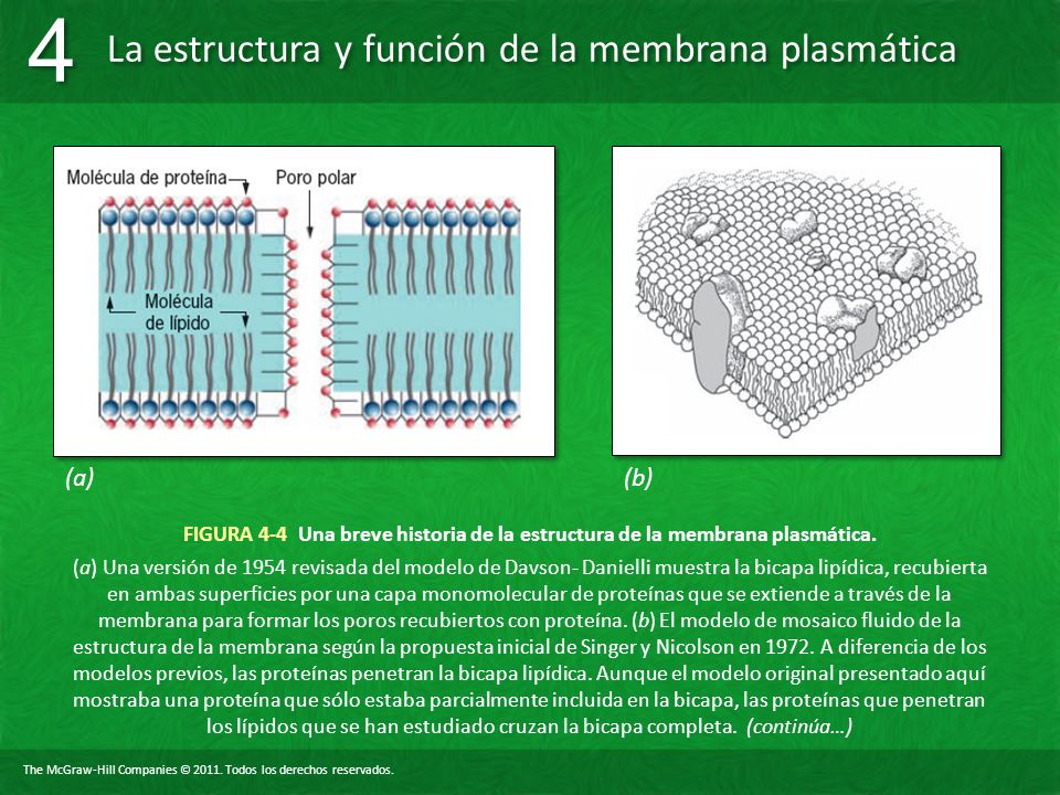 (a) (b) FIGURA 4-4 Una breve historia de la estructura de la membrana plasmática.