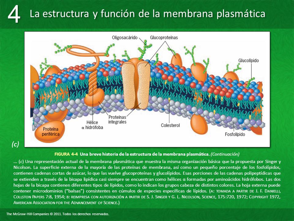 (c) FIGURA 4-4 Una breve historia de la estructura de la membrana plasmática. (Continuación)
