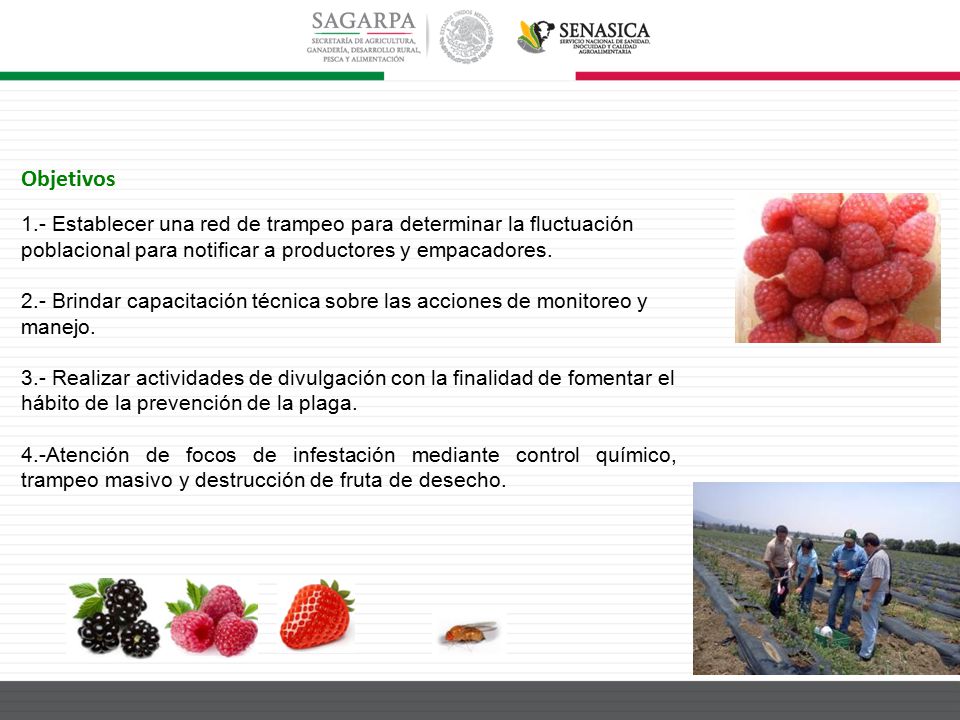 Objetivos 1.- Establecer una red de trampeo para determinar la fluctuación poblacional para notificar a productores y empacadores.