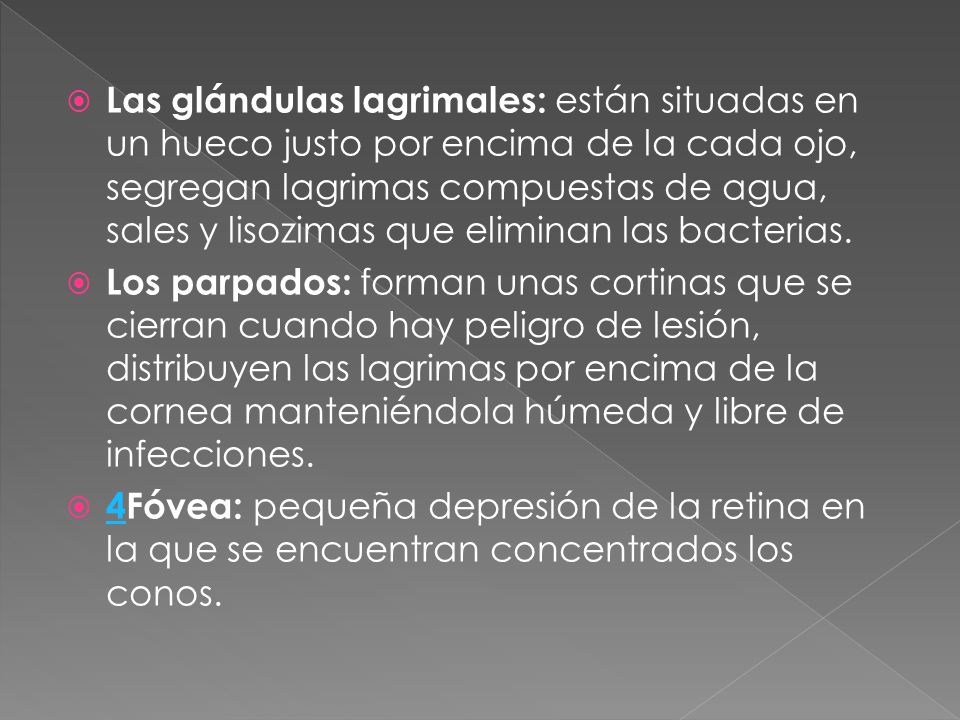 Las glándulas lagrimales: están situadas en un hueco justo por encima de la cada ojo, segregan lagrimas compuestas de agua, sales y lisozimas que eliminan las bacterias.