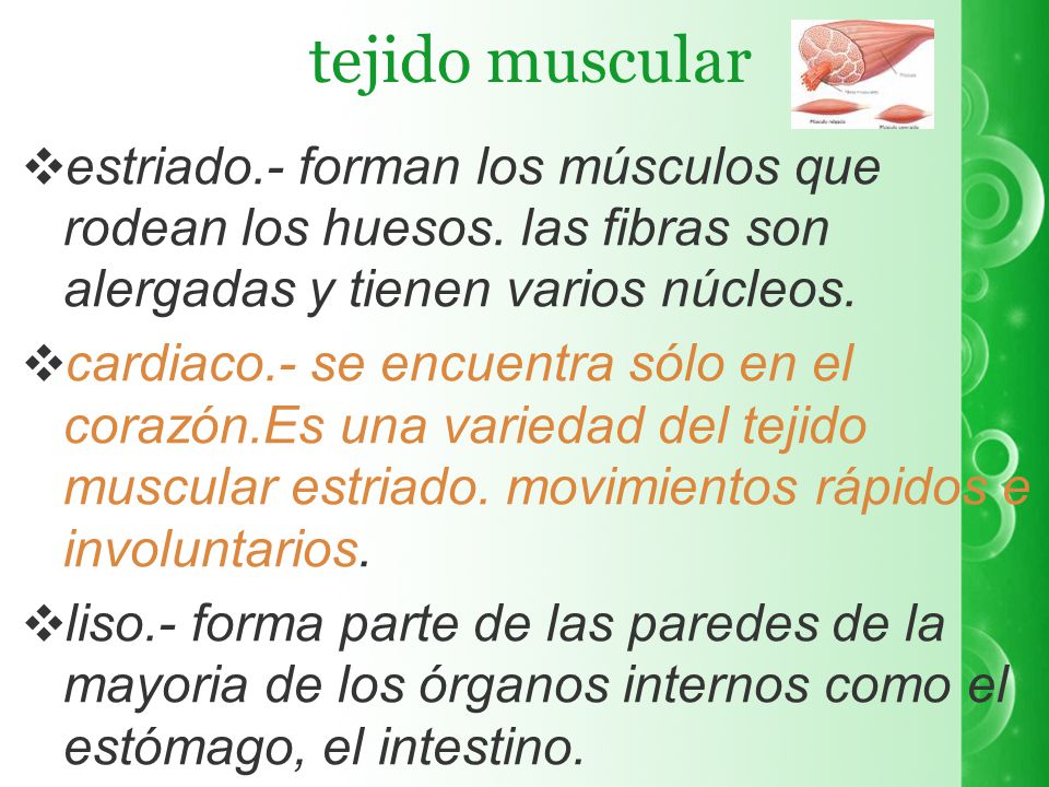 tejido muscular estriado.- forman los músculos que rodean los huesos. las fibras son alergadas y tienen varios núcleos.