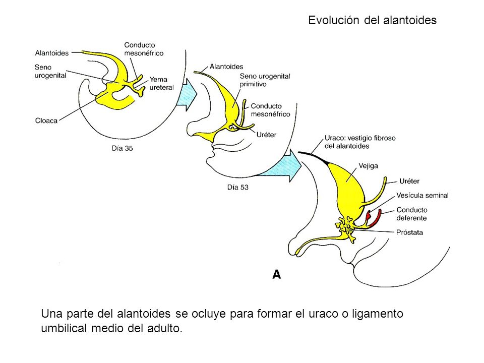 Evolución del alantoides