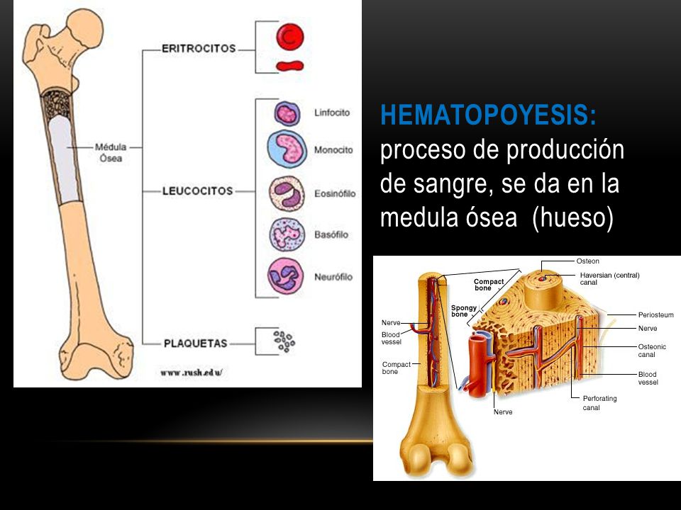 Hematopoyesis: proceso de producción de sangre, se da en la medula ósea (hueso)