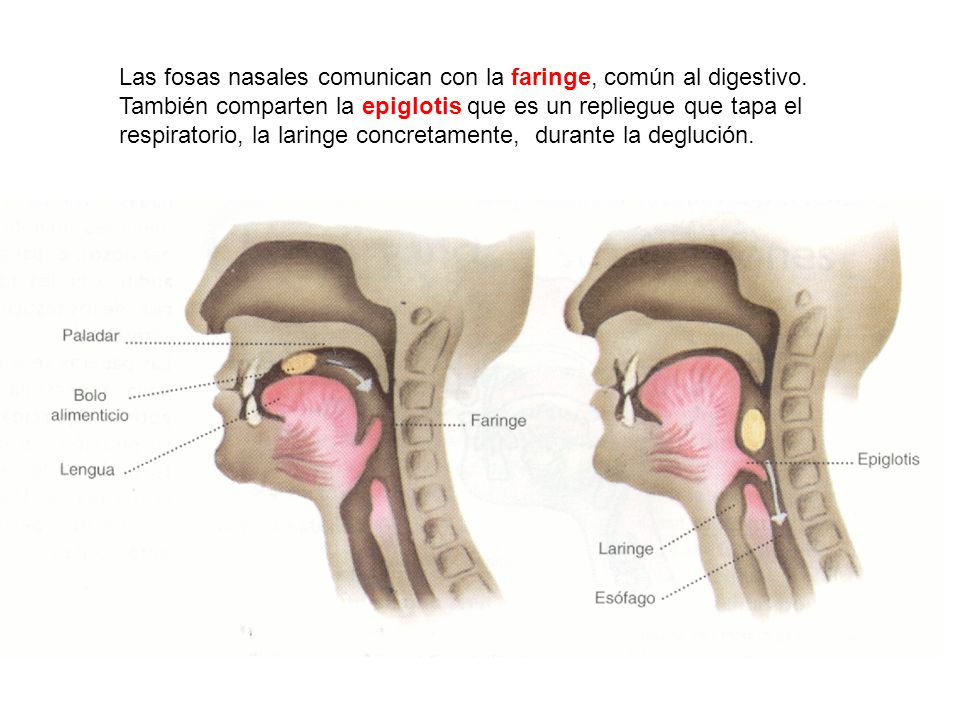Las fosas nasales comunican con la faringe, común al digestivo.