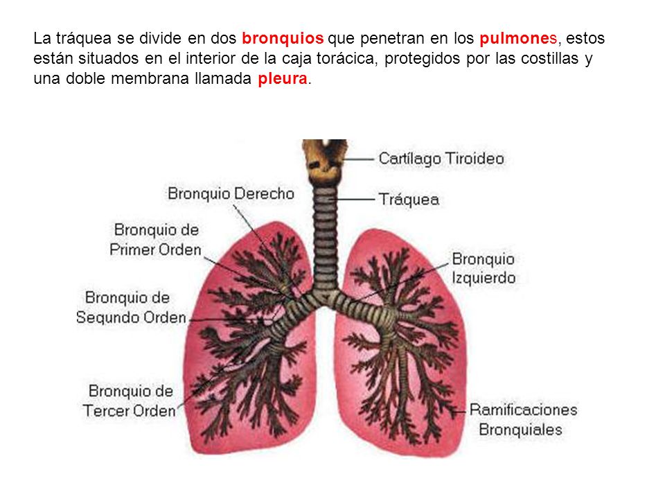 La tráquea se divide en dos bronquios que penetran en los pulmones, estos están situados en el interior de la caja torácica, protegidos por las costillas y una doble membrana llamada pleura.